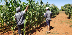 Homologation de Maïs Somtux