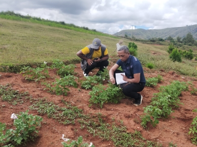 Observation de la variété candidate à l'homologation